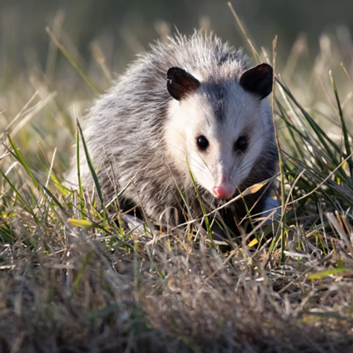 Photo of an opossum facing the camera in tall grass.