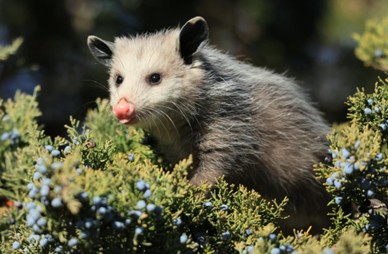 Photo of an opossum in green foliage.