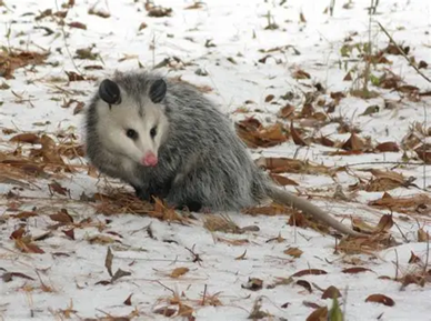 Photo of an opossum on snow with some dead leaves around it.