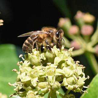 Honey bee on a yellow flower