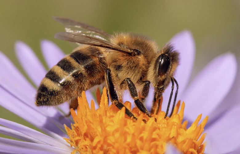 Honey bee on a purple flower with yellow center