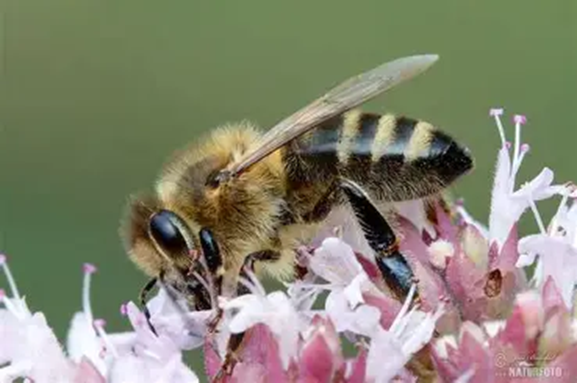 Honey bee on a pink and white flower