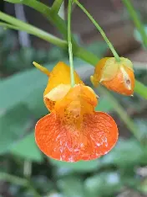 Jewelweed - Orange colored flower