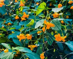 Jewelweed - Orange colored flower