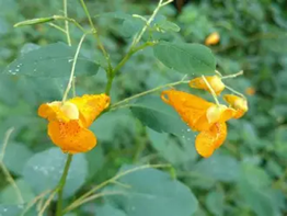 Jewelweed - Orange colored flower