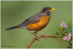 Photo of a male robin with an orange belly with a green background