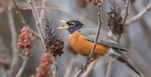 Photo of a male robin with orange belly on a stick