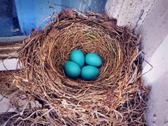 Bird nest with blue robins eggs inside
