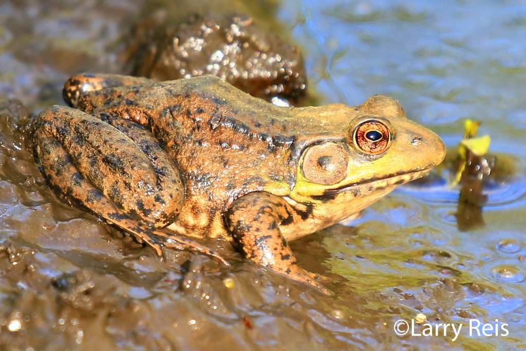 Green frog in the water