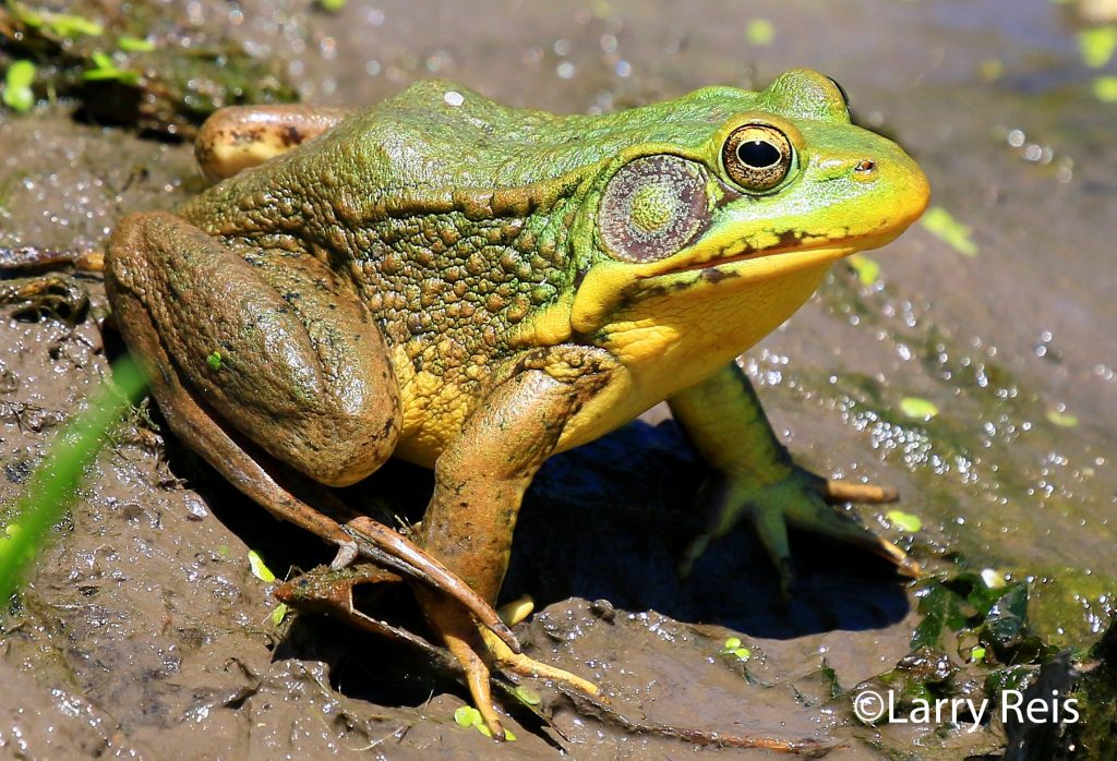 Green frog sitting in mud