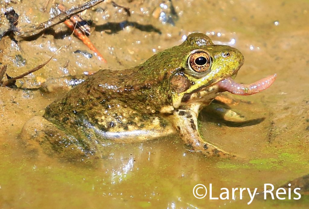 Green frog eating an earthworm