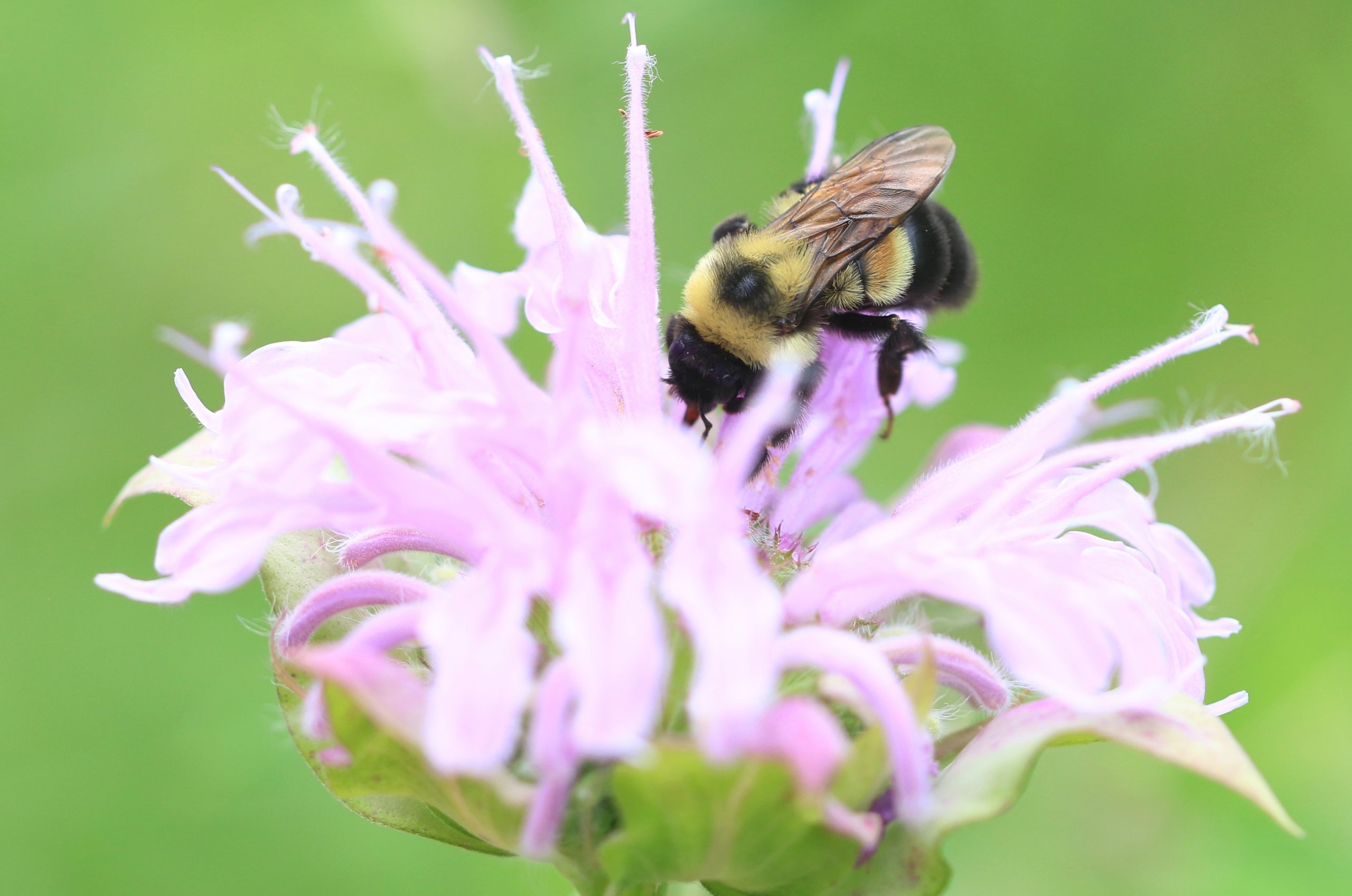Yellow and black bee on a purple flower