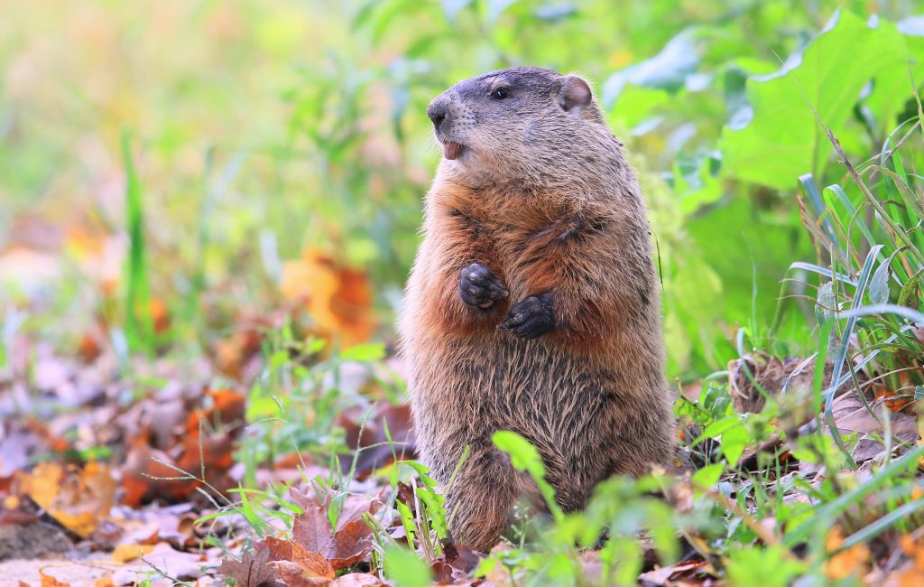 Brown adult woodchuck in grass and dead leaves