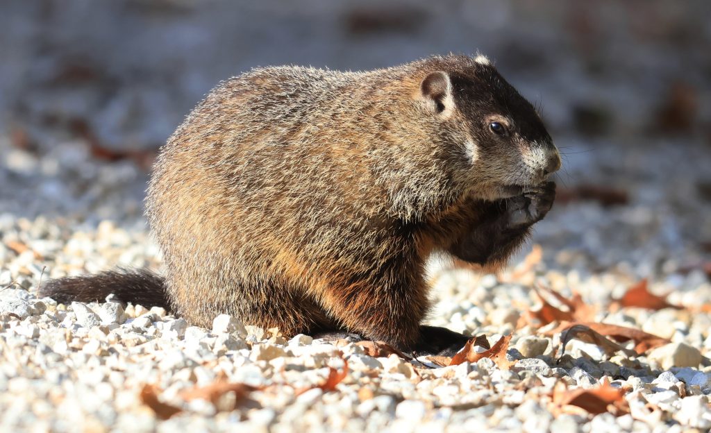 Brown adult woodchuck on rocks